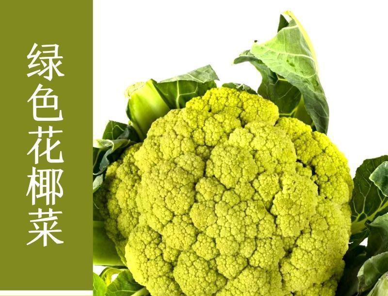 雪玉菜花苗紫色花椰菜苗彩色花菜苗菜花苗多彩花菜苗包回收