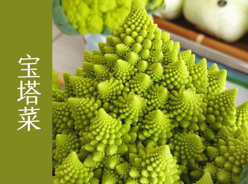 雪玉菜花苗紫色花椰菜苗彩色花菜苗菜花苗多彩花菜苗包回收