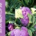 雪玉菜花苗紫色花椰菜苗彩色花菜苗菜花苗多彩花菜苗包回收