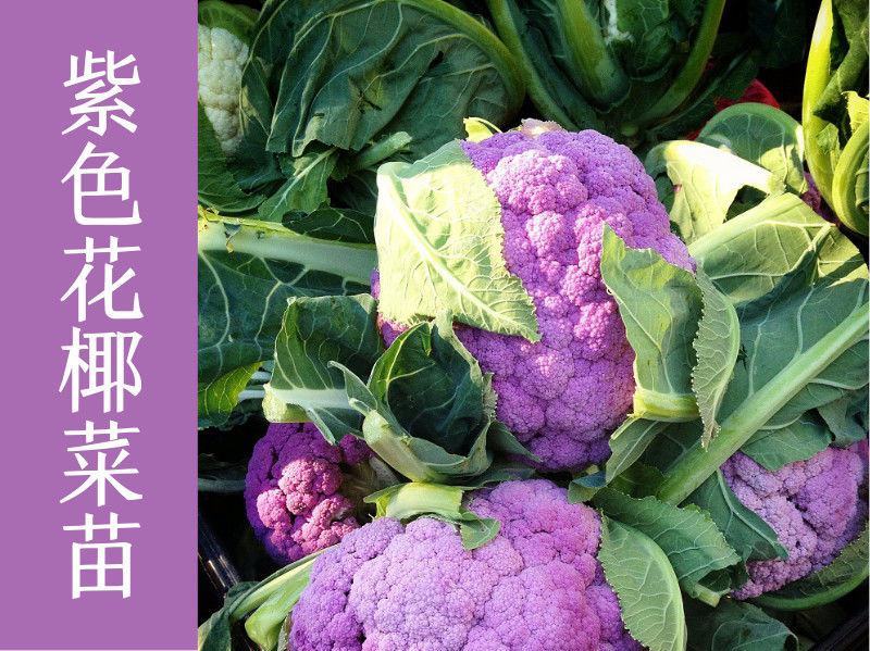 雪玉菜花苗紫色花椰菜苗彩色花菜苗菜花苗多彩花菜苗包回收