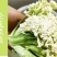雪玉菜花苗紫色花椰菜苗彩色花菜苗菜花苗多彩花菜苗包回收