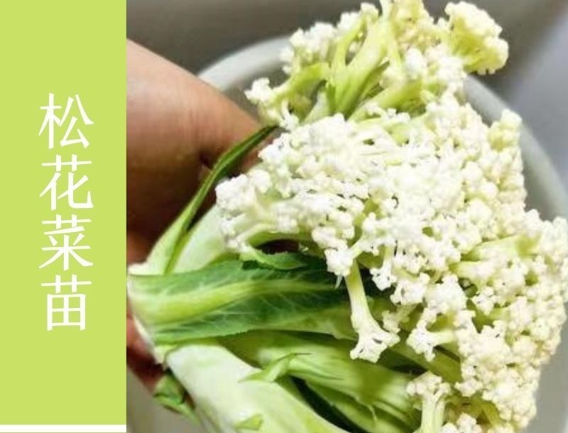 雪玉菜花苗紫色花椰菜苗彩色花菜苗菜花苗多彩花菜苗包回收