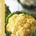 雪玉菜花苗紫色花椰菜苗彩色花菜苗菜花苗多彩花菜苗包回收