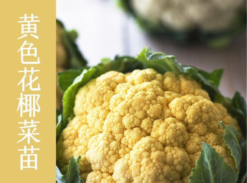 雪玉菜花苗紫色花椰菜苗彩色花菜苗菜花苗多彩花菜苗包回收