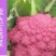 雪玉菜花苗紫色花椰菜苗彩色花菜苗菜花苗多彩花菜苗包回收