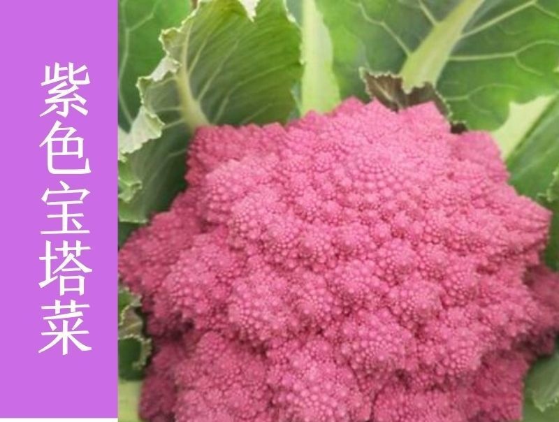 雪玉菜花苗紫色花椰菜苗彩色花菜苗菜花苗多彩花菜苗包回收