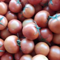 精品大红番茄，一手货源现摘现发，市场货规格全质量保证