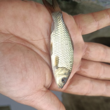 鲤鱼苗杂交良种优质快大型养殖食用鱼，生长速度快各规格齐全