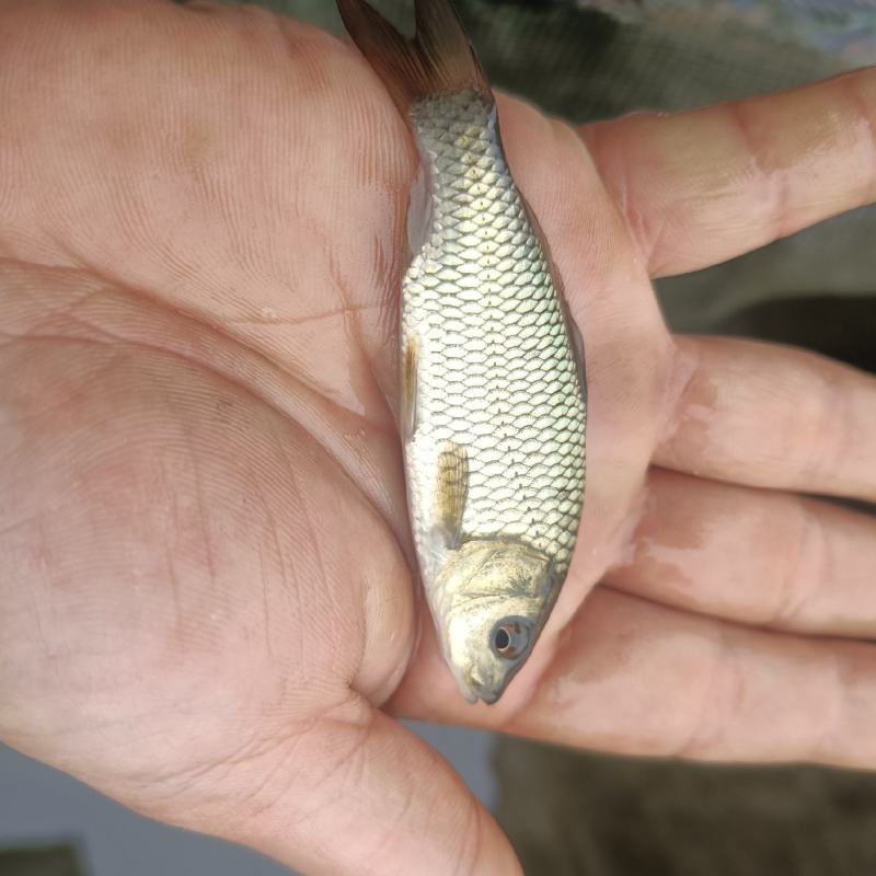 鲤鱼苗杂交良种优质快大型养殖食用鱼，生长速度快各规格齐全