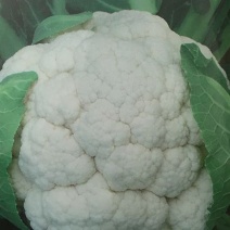 雪宝菜花苗瑞雪菜花苗青梗白面花菜苗包回收免费技术指导