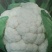 雪宝菜花苗瑞雪菜花苗青梗白面花菜苗包回收免费技术指导