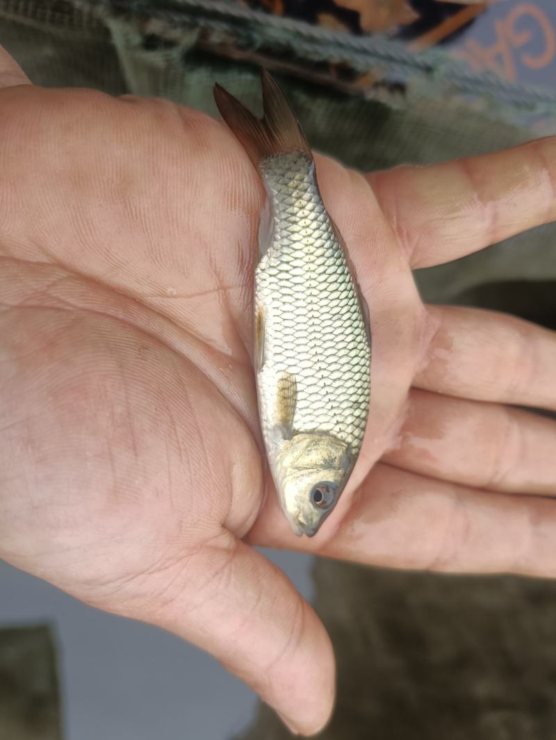 鲤鱼苗杂交良种优质快大型养殖食用鱼，生长速度快各规格齐全