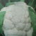 雪宝菜花苗瑞雪菜花苗青梗白面花菜苗包回收免费技术指导