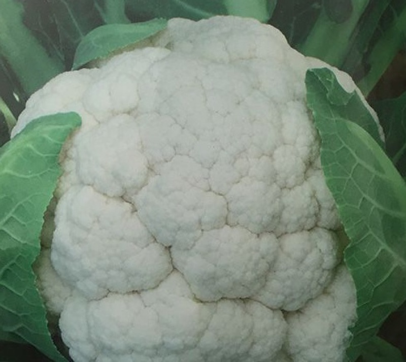 雪宝菜花苗瑞雪菜花苗青梗白面花菜苗包回收免费技术指导