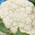雪宝菜花苗瑞雪菜花苗青梗白面花菜苗包回收免费技术指导