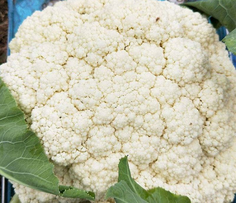 雪宝菜花苗瑞雪菜花苗青梗白面花菜苗包回收免费技术指导