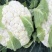 雪宝菜花苗瑞雪菜花苗青梗白面花菜苗包回收免费技术指导