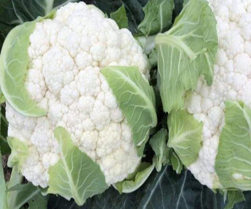 雪宝菜花苗瑞雪菜花苗青梗白面花菜苗包回收免费技术指导