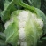 雪宝菜花苗瑞雪菜花苗青梗白面花菜苗包回收免费技术指导