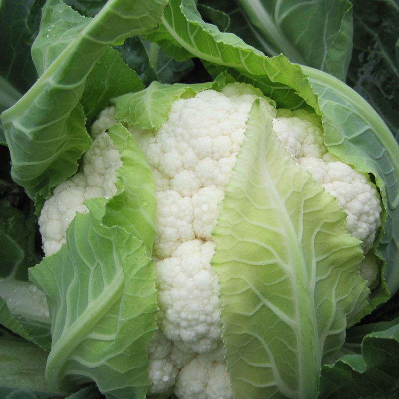 雪宝菜花苗瑞雪菜花苗青梗白面花菜苗包回收免费技术指导