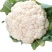 雪宝菜花苗瑞雪菜花苗青梗白面花菜苗包回收免费技术指导