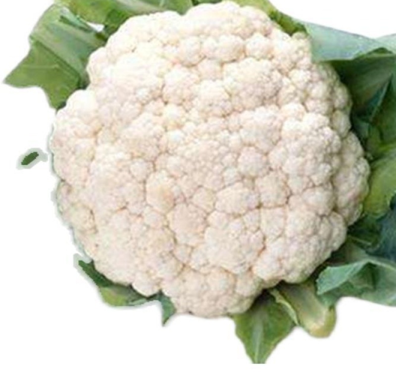 雪宝菜花苗瑞雪菜花苗青梗白面花菜苗包回收免费技术指导