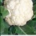 雪宝菜花苗瑞雪菜花苗青梗白面花菜苗包回收免费技术指导