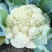 雪宝菜花苗瑞雪菜花苗青梗白面花菜苗包回收免费技术指导