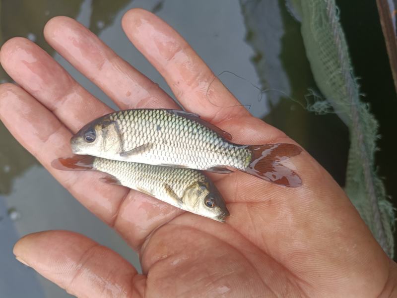 鲤鱼苗杂交良种优质快大型养殖食用鱼，生长速度快各规格齐全