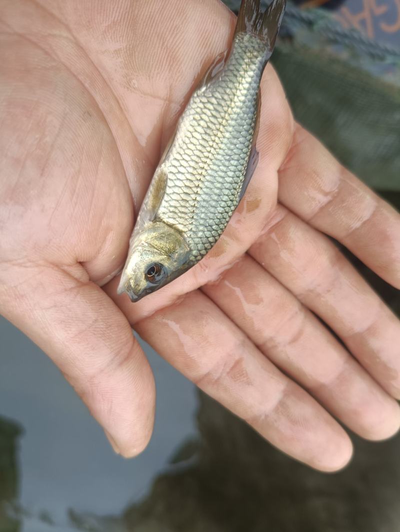 鲤鱼苗杂交良种优质快大型养殖食用鱼，生长速度快各规格齐全