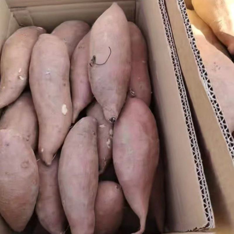 精品红薯，西瓜红红薯，一手货源全国发货，量大从优