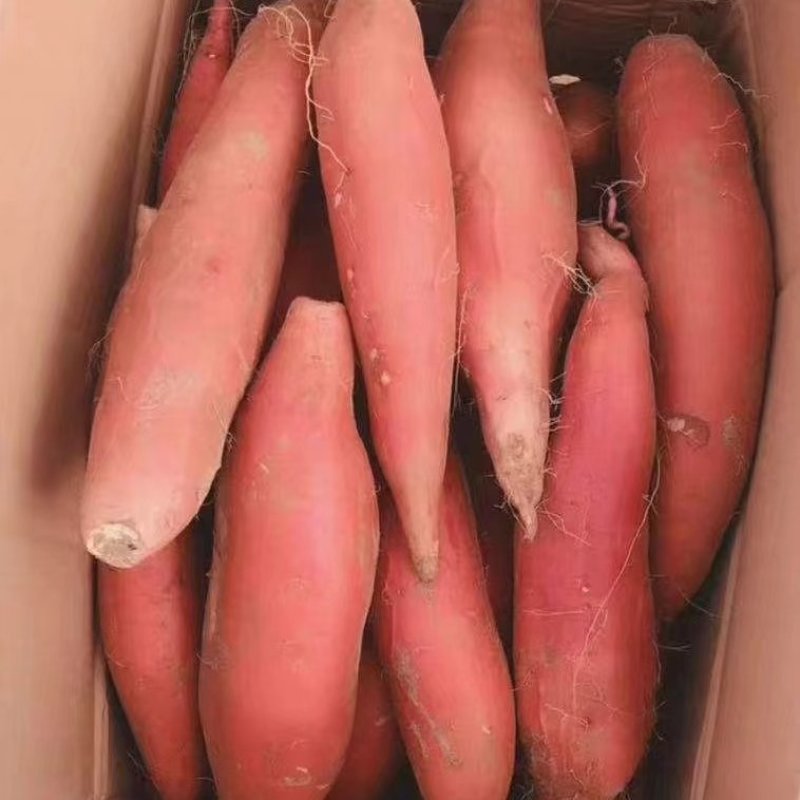 精品红薯，西瓜红红薯，一手货源全国发货，量大从优