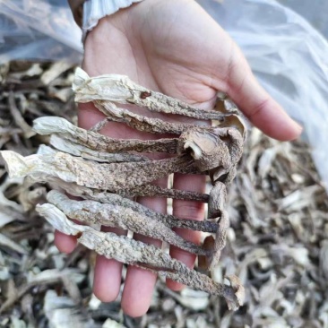 鹿茸菇