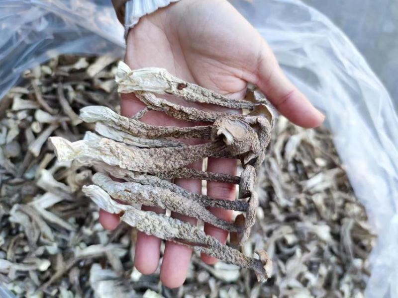 鹿茸菇