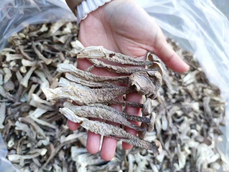 鹿茸菇