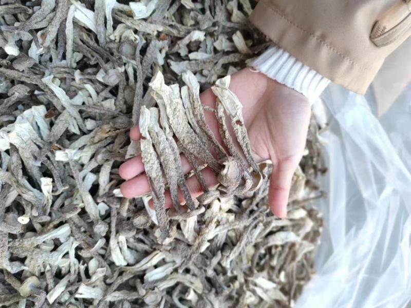 鹿茸菇
