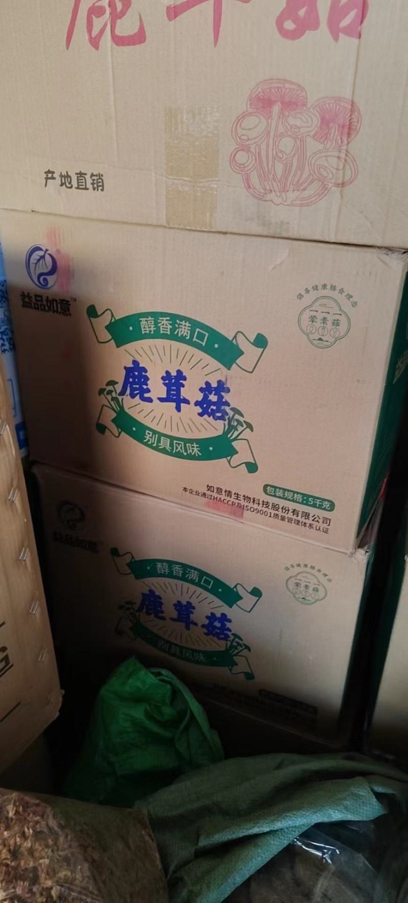 鹿茸菇