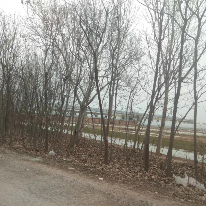 北栾栾树清地处理，可以邮寄，运费自付哦