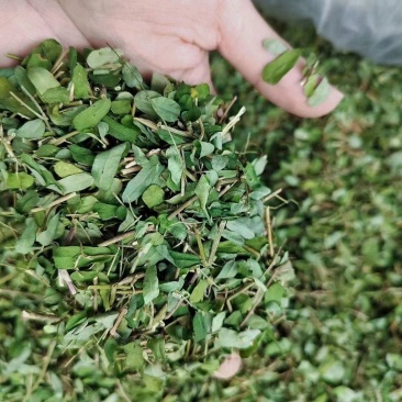 广西特产鸡骨草鸡骨草切碎泡茶泡水煮汤产地直批1人看过