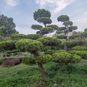 造型龙柏