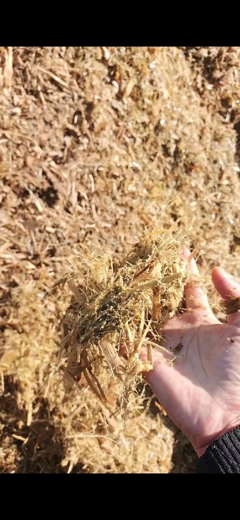 玉米秸秆粉碎柔丝青储黄储