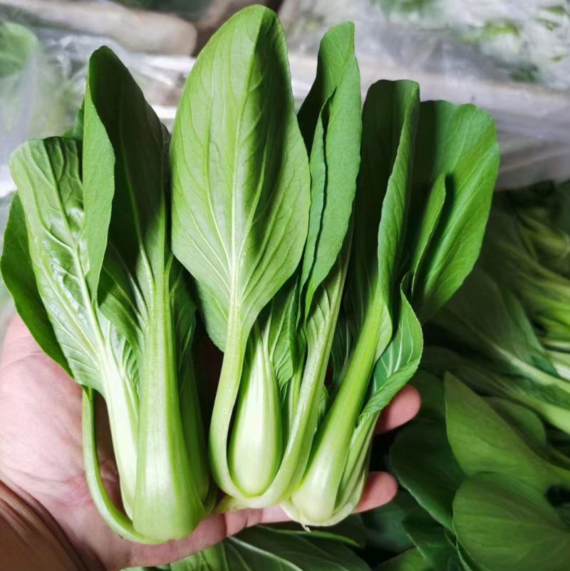 上海青江苏小青蔬菜小油菜货源稳定品质保障长期供应