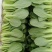 上海青江苏小青蔬菜小油菜货源稳定品质保障长期供应
