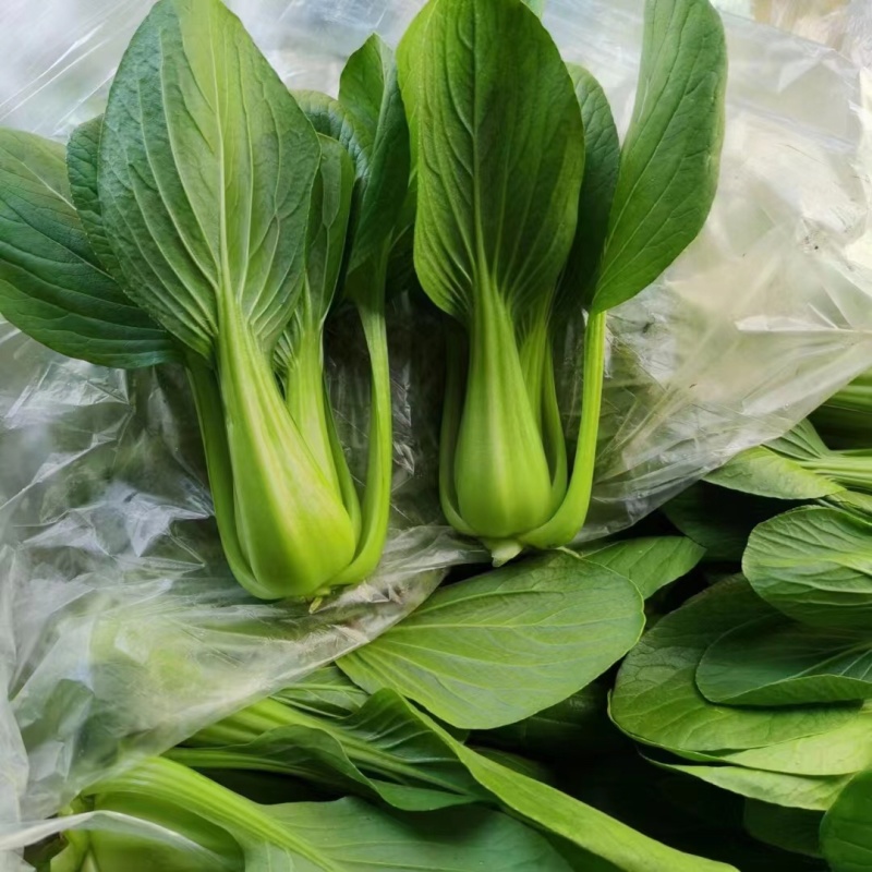 上海青江苏小青蔬菜小油菜货源稳定品质保障长期供应