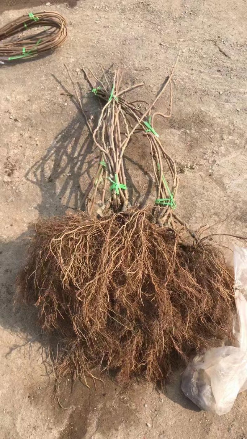 辽宁产地批发奇异莓苗软枣猕猴桃嫁接苗实生苗品质保证