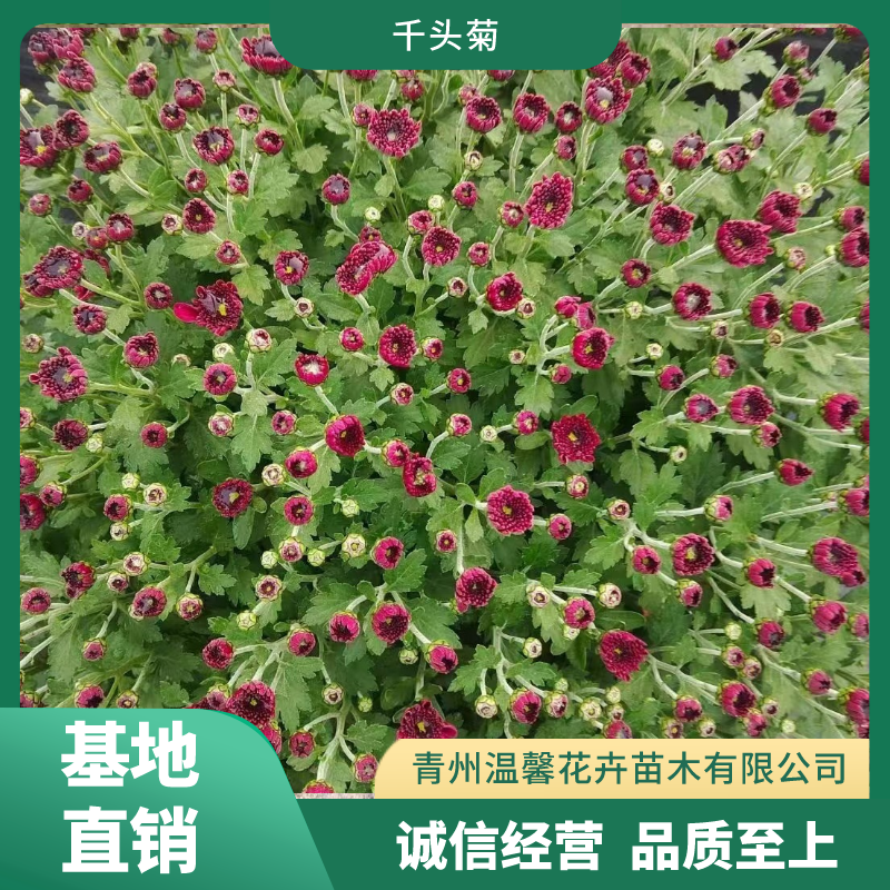 千头菊