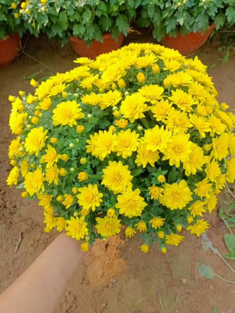 千头菊