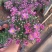 千头菊