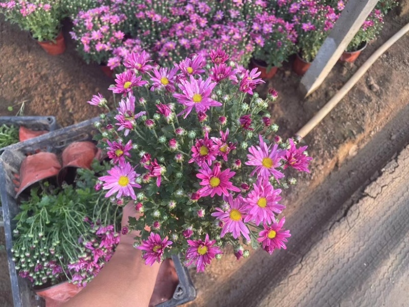千头菊