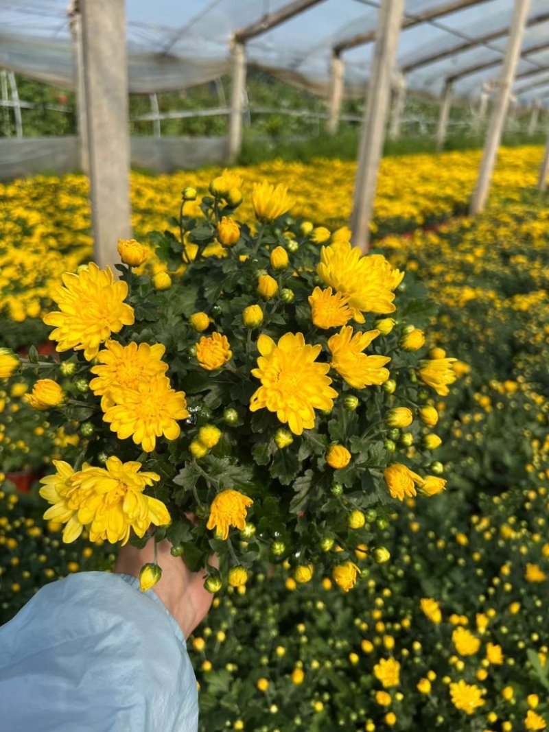 千头菊